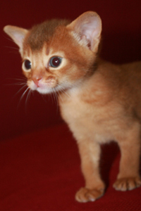 kitten